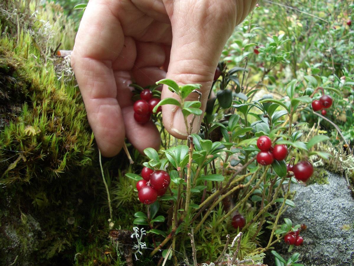 Gaestrum Gnottnehult Osterbymo Zewnętrze zdjęcie